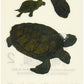 Mrs Grossman Stickers-Turtles