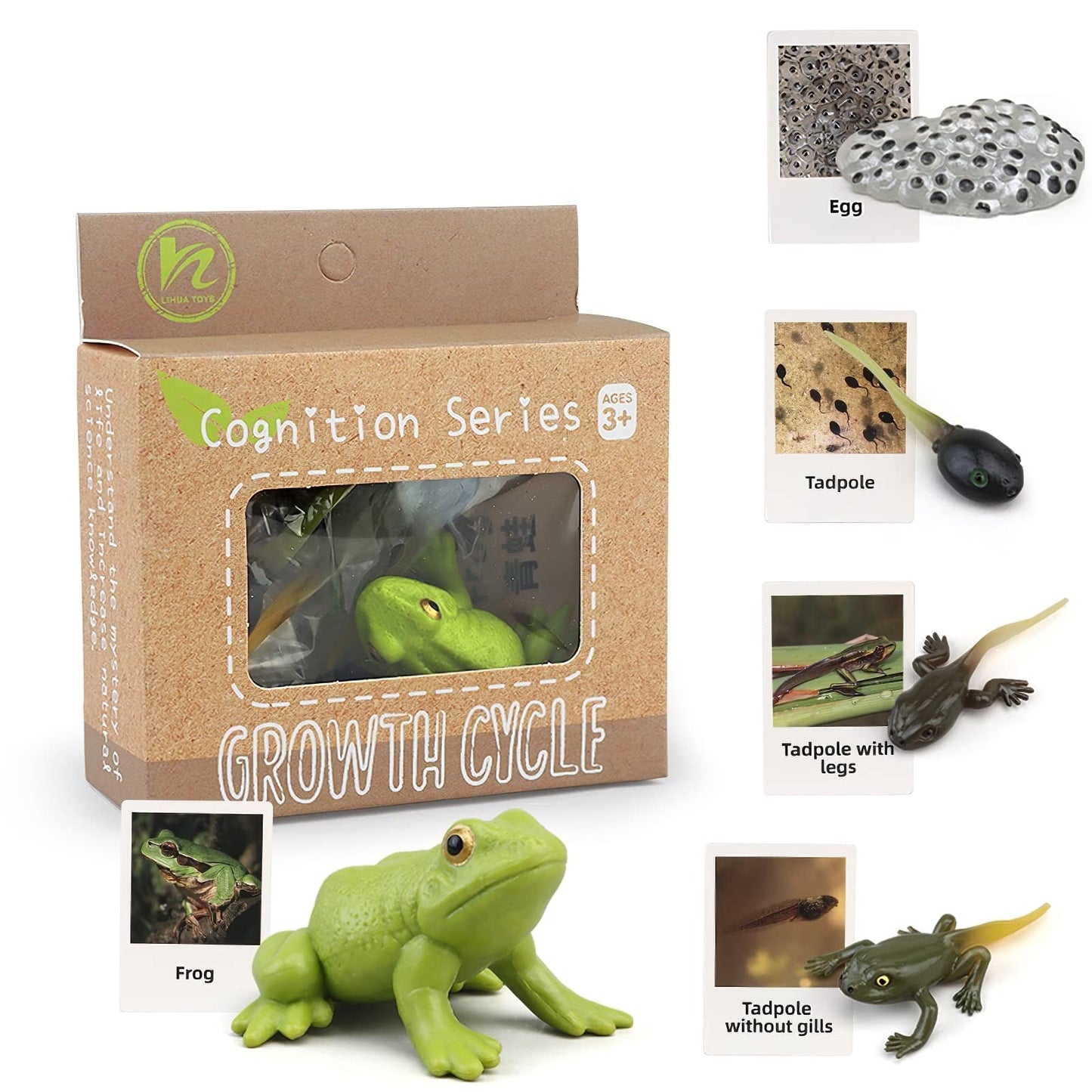 Montessori Frog Life Cycle With Flash Cards, Plastic Insects Tadpole To Frog Kit Toy, Realistic Animal Figurines (Frog)