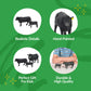 Big Country Toys Angus Cow & Calf - 1:20 Scale - Hand Painted - Farm Toys - Farm Animals