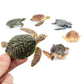 Toymany 6PCS Sea Turtle Figurines Set - Realistic Plastic Ocean Animals for Kids, Educational Toy, Cake Toppers, Birthday Gift