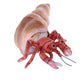 Wild Republic Living Earth Hermit Crab Stuffed Animal  12
