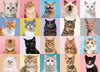 Beduke Jigsaw Puzzles For Adults 1000 Pieces Precise Interlocking Thick Sturdy Cardboard Cat Animals 1000 Piece Puzzle Family Game Age 14+