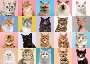 Beduke Jigsaw Puzzles For Adults 1000 Pieces Precise Interlocking Thick Sturdy Cardboard Cat Animals 1000 Piece Puzzle Family Game Age 14+