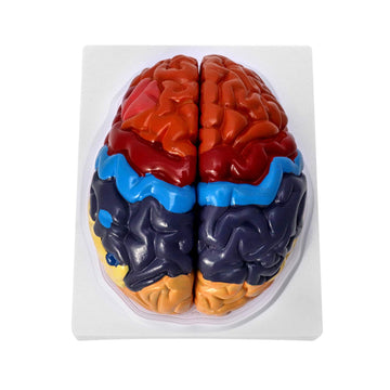 Qwork Life-Size Human Brain Anatomical Model, Color-Coded Partitioned Brain, 2 Parts, Anatomically Accurate Brain Model For Scie