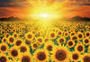 CHAMBERART 1000 Piece Jigsaw Puzzle - Premium Golden Sunflower Design, Paper Material
