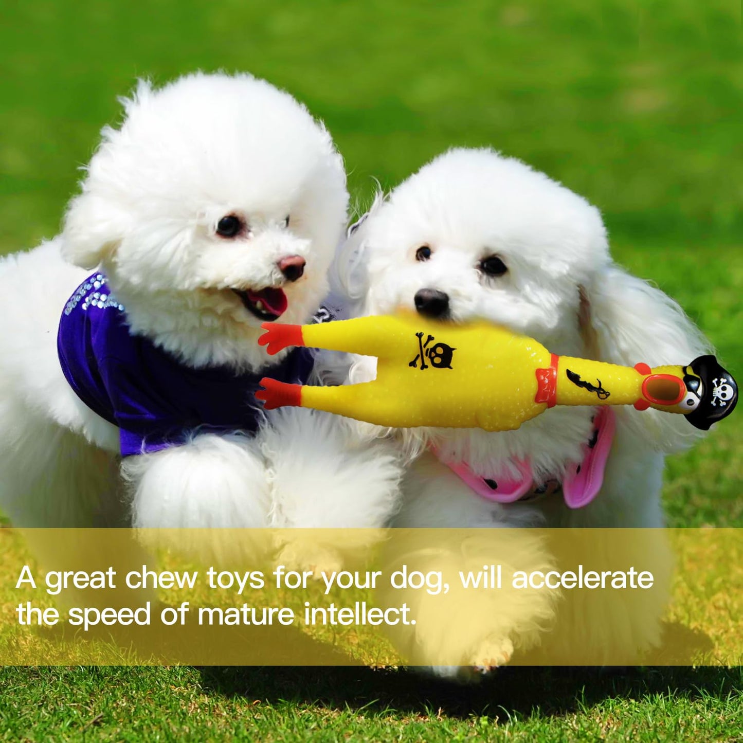 Novelty Place Squawking Pirate Chicken Dog Toys - 12.5 Inches Yellow Rubber Squeeze Squeaky and Screaming Chicken for Pets or Kids