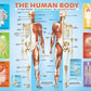 Eurographics Human Body Jigsaw Puzzle (200-Piece)