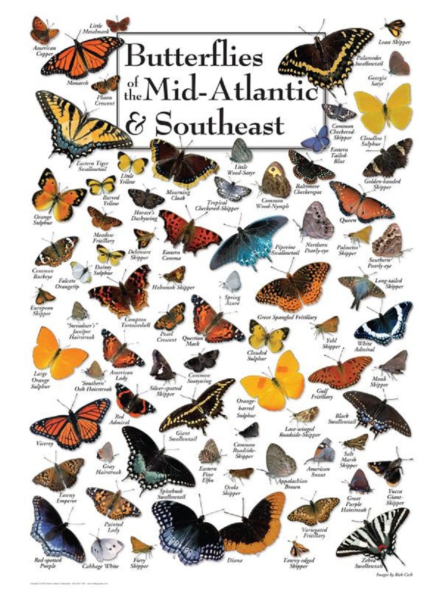 Butterflies Of The Mid-Atlantic And Southeast - 550 Piece Puzzle - Made In The Usa
