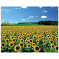 Chamberart 1000 Piece Premium Jigsaw Puzzle A Sunflower Field A-1095