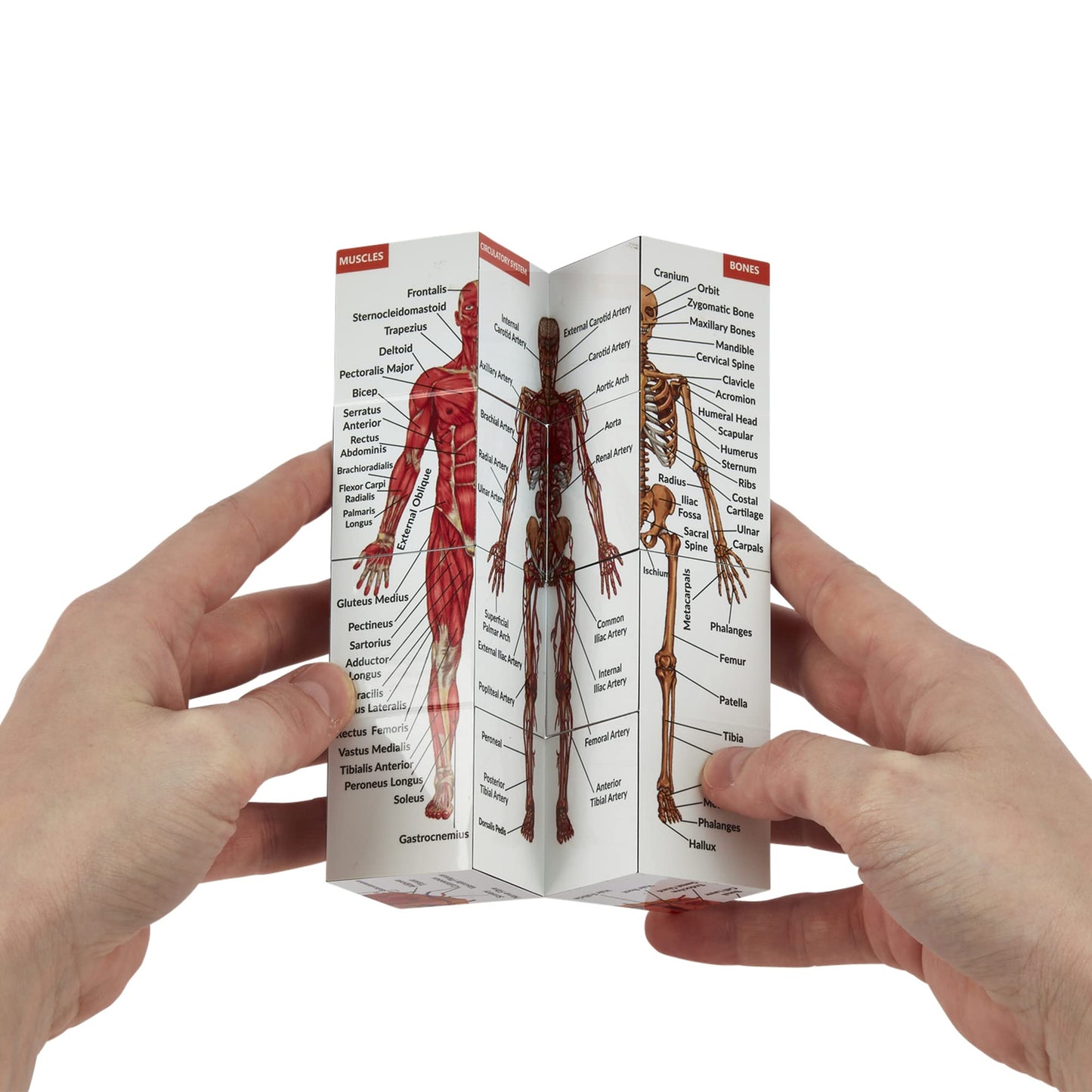 Kits of Medicine Human Anatomy Study Cube | 9 Parts Model | Ideal for Nurses, Dentists, Medical Students