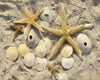 Sea Stars-Doran-1000 Piece Puzzle