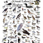 Heritage Puzzle 550-Piece Jigsaw - Birds of The Great Lakes - Educational Nature Puzzle - 18" x 24" - Made in U.S.A.