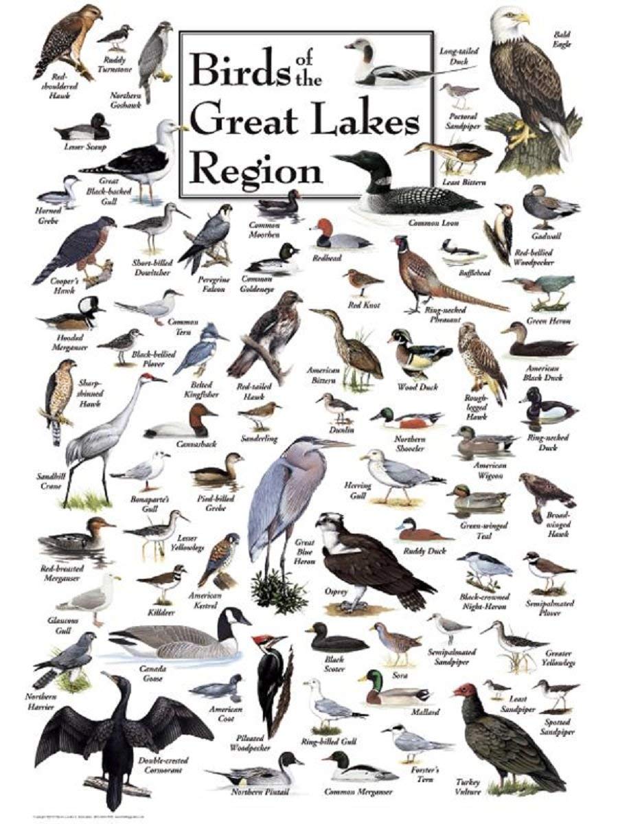 Heritage Puzzle 550-Piece Jigsaw - Birds of The Great Lakes - Educational Nature Puzzle - 18" x 24" - Made in U.S.A.