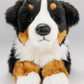 Carl Dick Bernese Mountain Dog 12 Inches, 30Cm, Plush Toy, Soft Toy, Stuffed Animal 1269001