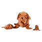 Randimals Randimini Collection Seadog - Sea Lion And Mastiff Plush Bean Filled Toy 6.5   , Soft & Huggable, Premium Quality Hybr