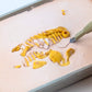 Science4You - Stegosaurus Fossil Digging Kit For Kids +6 - Excavate And Assemble 10 Stegosaurus Fossiles - Ideal Dinosaur Excava