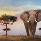 Clementoni Collection 35096, African Sunset Puzzle For Children And Adults - 500 Pieces, Ages 10 Years Plus