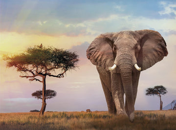 Clementoni Collection 35096, African Sunset Puzzle For Children And Adults - 500 Pieces, Ages 10 Years Plus