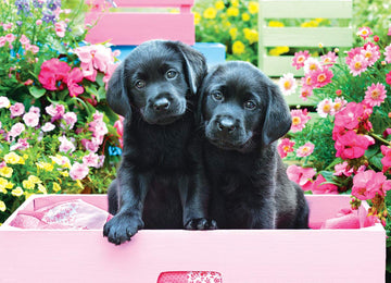 Eurographics Black Labs In Pink Box 500 Piece Puzzle