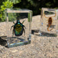 Geoworld 10 Insect Specimens Set - Real Beetles, Scorpions, Crickets In Resin With Magnifying Glass & Booklet - Great For Science Projects - Kids Scientific Educational Toy