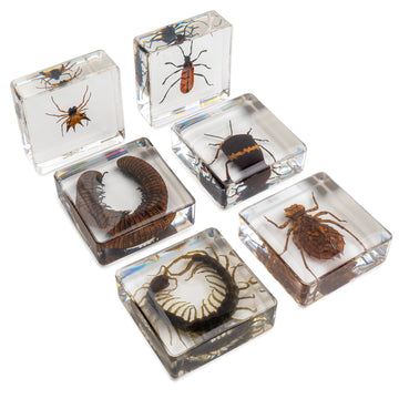 Insect Specimen Set, Bugs Collection Scientific Education Gift For Kids Aged 3-8-12 (Millipede, Centipede, Dragonfly Larvae, Tea