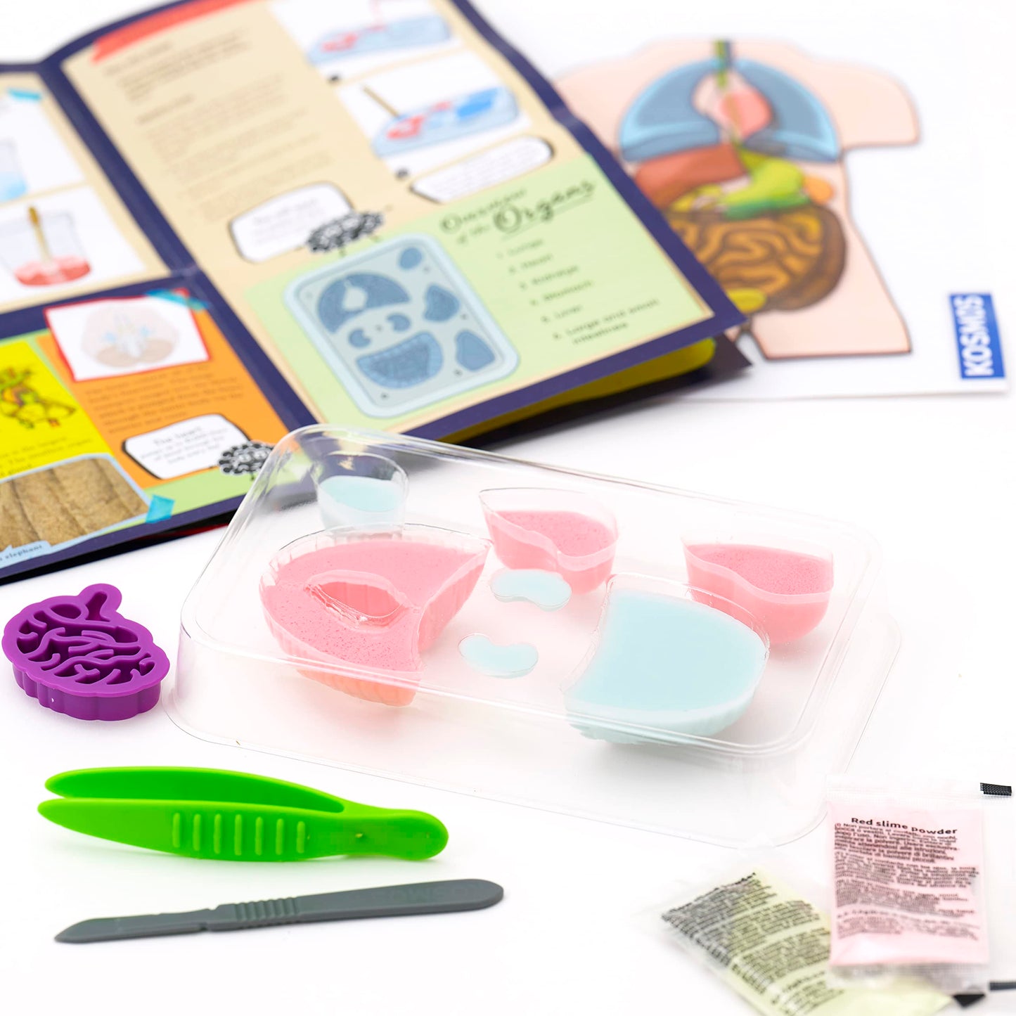 Thames & Kosmos Gross Anatomy: Make-Your-Own Squishy Human Body Stem Experiment Kit | Make Colorful Models Of Human Organs With