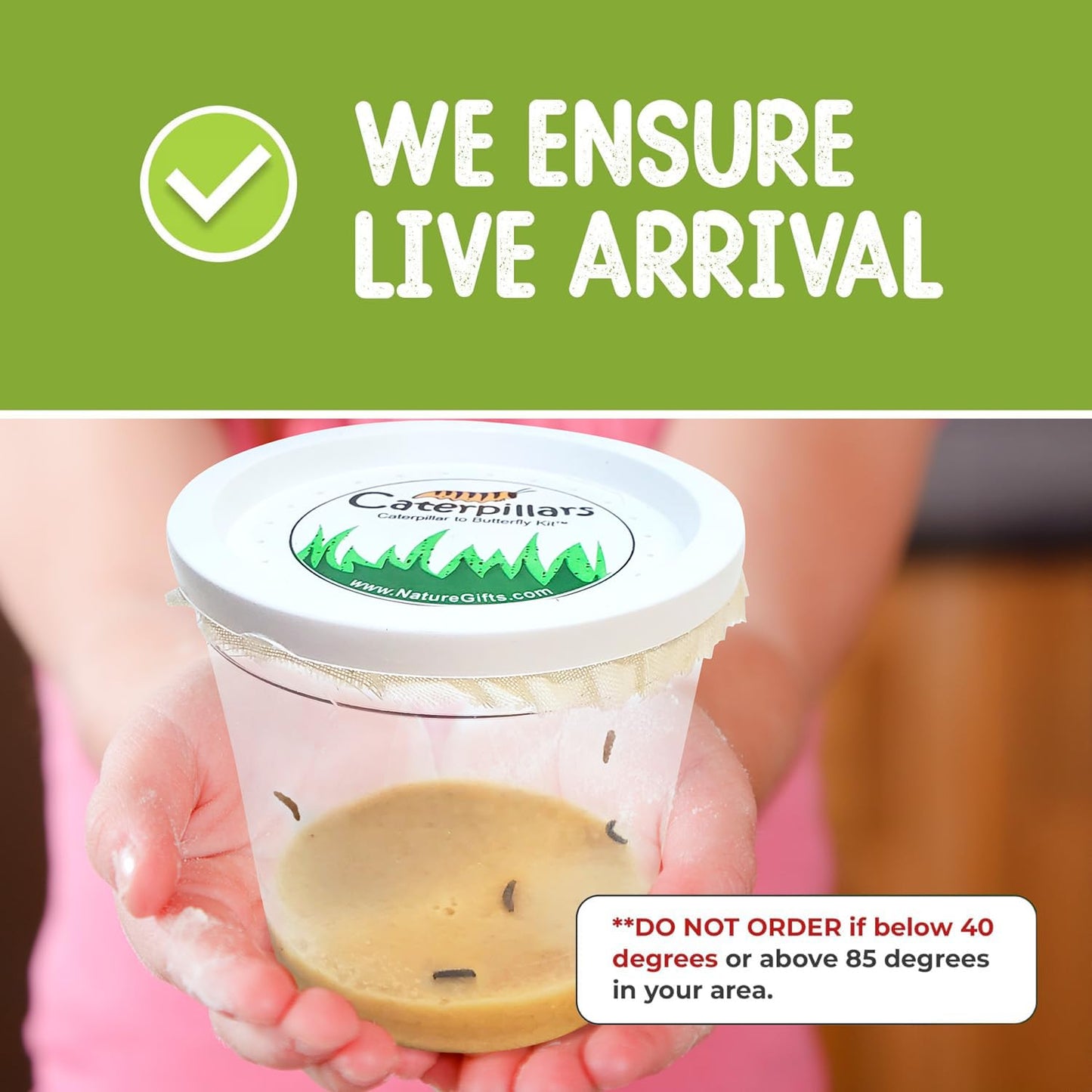 Nature Gifts Live Butterfly Kit - School-Sized Educational Experience With 32 Painted Lady Caterpillars - Pop-Up Cage, And Compr
