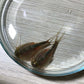 GREEN WATER FARM Triops Longicaudatus Eggs - 200 Pure Hatching Eggs for Pets & Science Projects - 1.5 inches