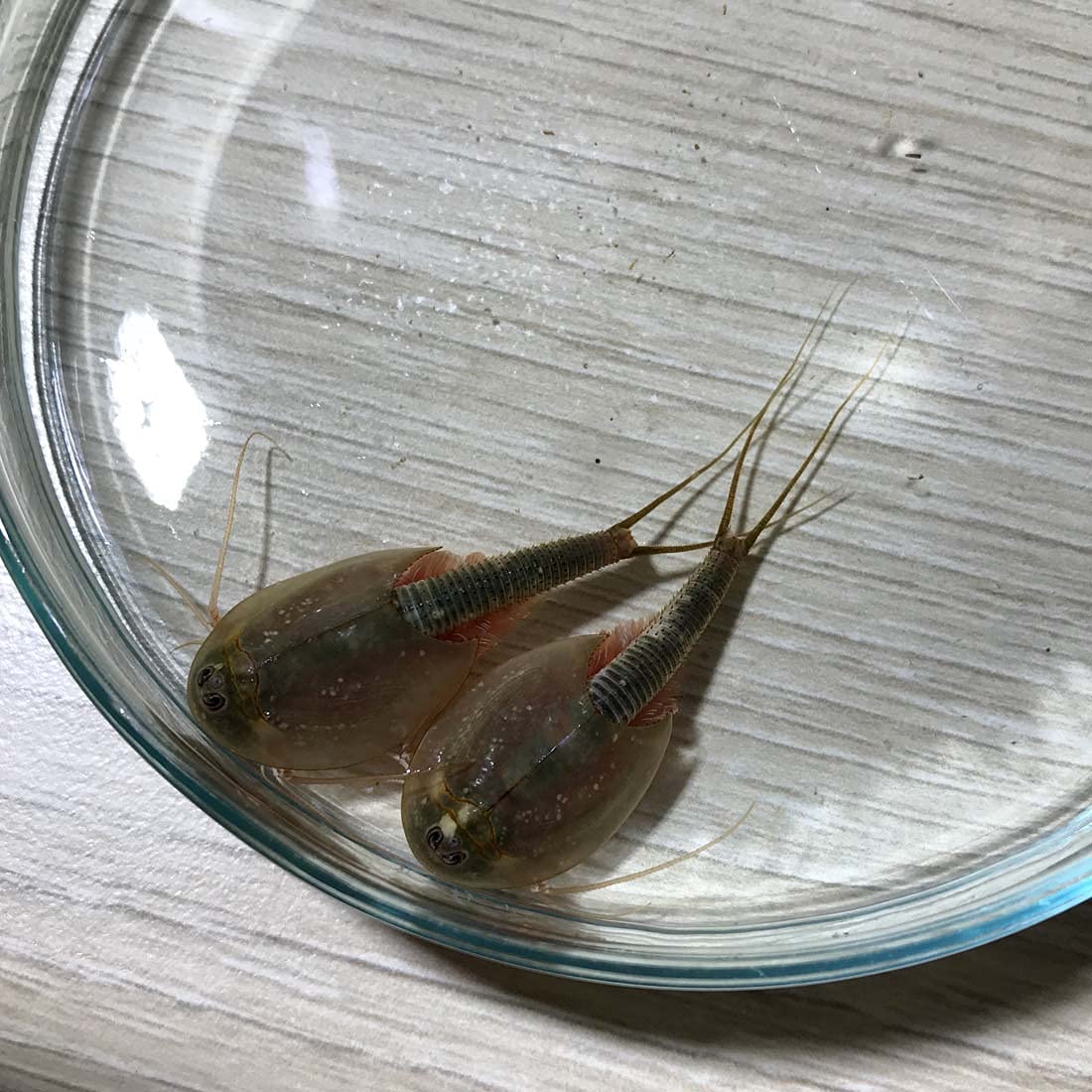 GREEN WATER FARM Triops Longicaudatus Eggs - 200 Pure Hatching Eggs for Pets & Science Projects - 1.5 inches