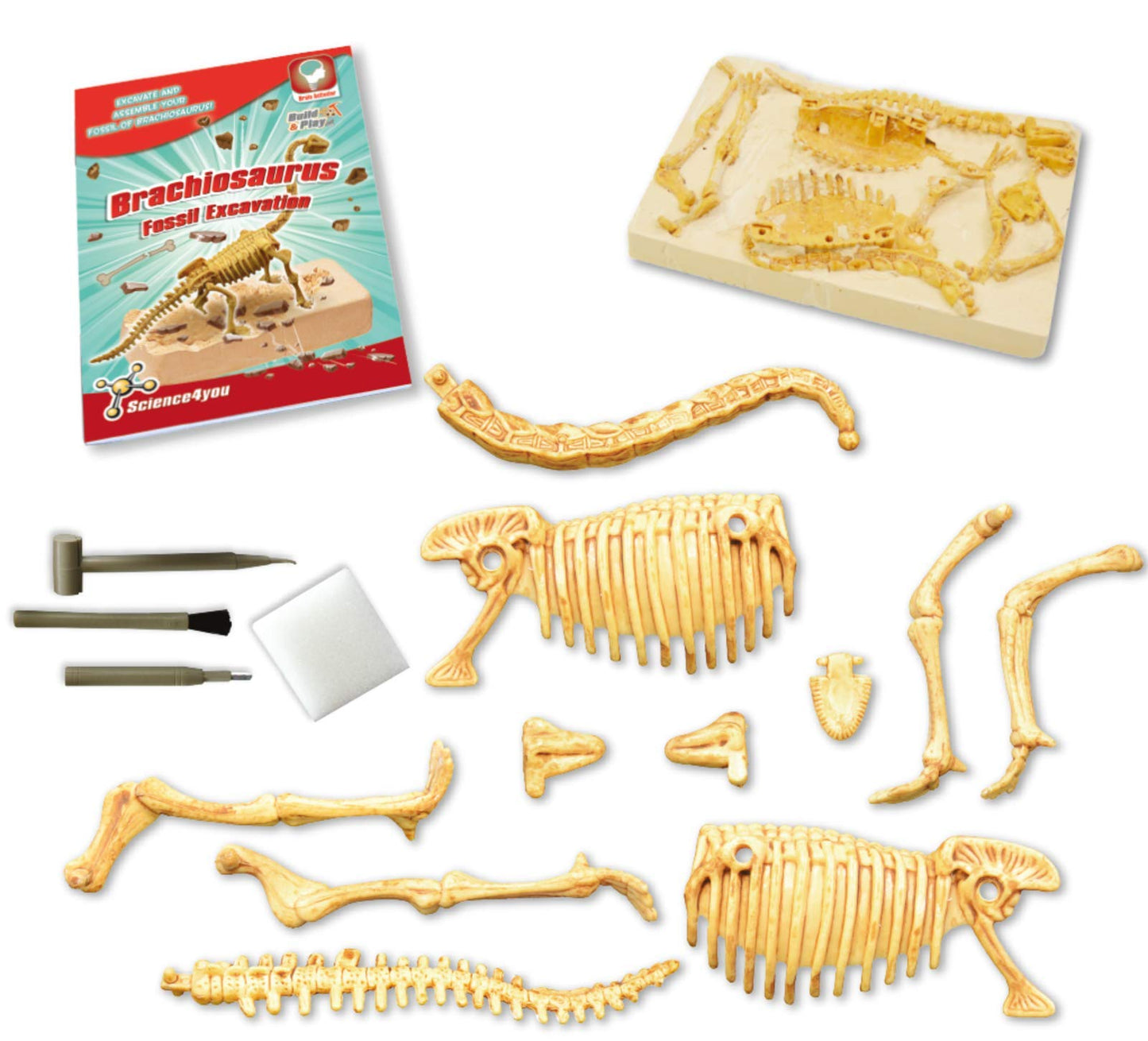 Science4You Brachiosaurus Fossil Digging Kit For Kids - Excavate And Assemble 11 Pieces Dinosaur Fossil, Excavation Dig Kit + Dinosaurs For Kids, Games, Dinosaur Toys For Girls And Boys 6+ Years Old