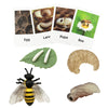 Mbrain 4Pcs Bee Growth Cycle With Flash Cards,Life Cycle Learning & Education Toys,Montessori Toys,Gift For Girl & Boy For 3 4 5