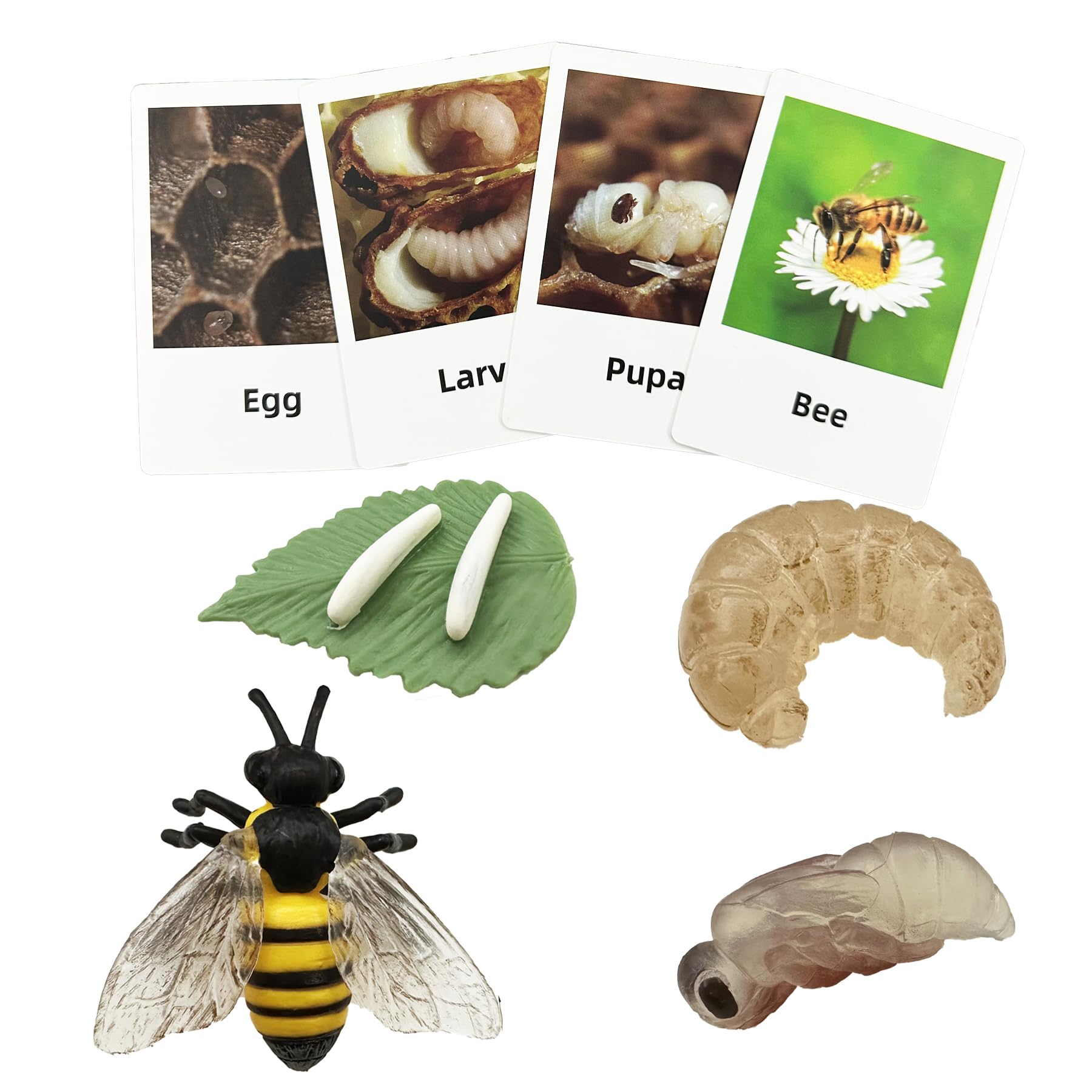 Mbrain 4Pcs Bee Growth Cycle With Flash Cards,Life Cycle Learning & Education Toys,Montessori Toys,Gift For Girl & Boy For 3 4 5