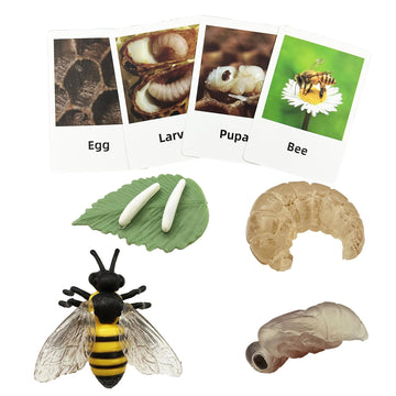 Mbrain 4Pcs Bee Growth Cycle With Flash Cards,Life Cycle Learning & Education Toys,Montessori Toys,Gift For Girl & Boy For 3 4 5