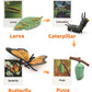 Montessori Life Cycle Learning & Education Toys, Plastic Insect Ladybug Monarch Butterfly Tadpole To Frog Kit Life Cycle Toys For Kids, Preschool Learning Activities For Toddlers