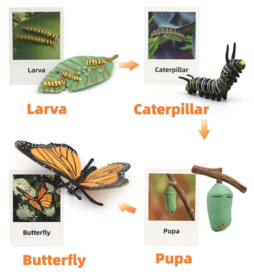 Montessori Life Cycle Learning & Education Toys, Plastic Insect Ladybug Monarch Butterfly Tadpole To Frog Kit Life Cycle Toys For Kids, Preschool Learning Activities For Toddlers