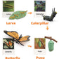 Montessori Life Cycle Animal Figures With Flash Cards, Plastic Insects Monarch Butterfly Kit Caterpillar Toy For Kids, Realistic Animal Figurines (Butterfly)