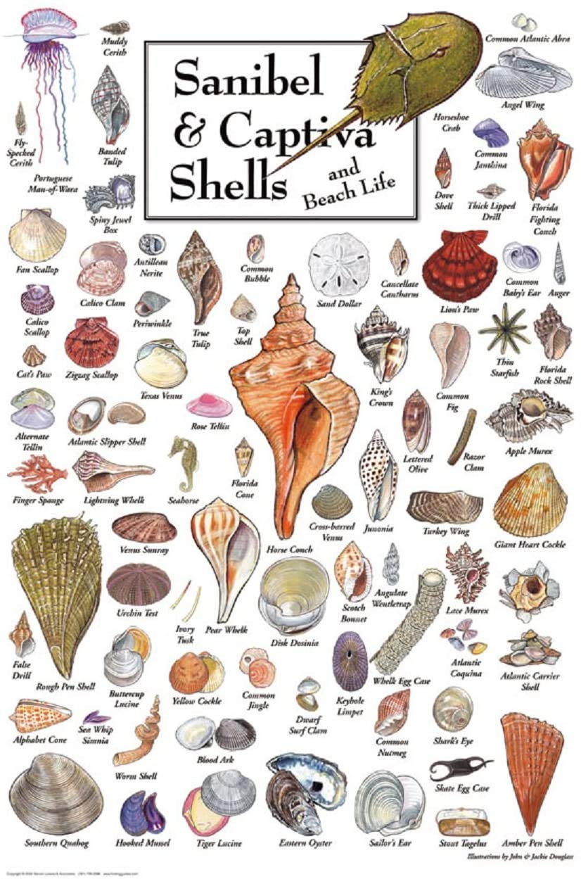 Heritage Puzzle 550-Piece Shells of Sanibel & Captiva - 18"x24" Cardboard Coastal Nature Art by John & Jackie Leatherbury Douglass