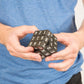Loftus Sudoku Puzzle Cube - A Fun Portable Take On The Classic Sudoku Game - Can You Solve All 6 Sides, Multicolor