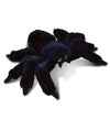 Dollibu Black Spider Plush Toy - Super Soft Spider Stuffed Animal For Boys And Girls, Cute Spider Stuffed Animal, Realistic Stuffed Spider Plush Gift, Spider Decor For Baby, Kids, Adults - 8 Inches