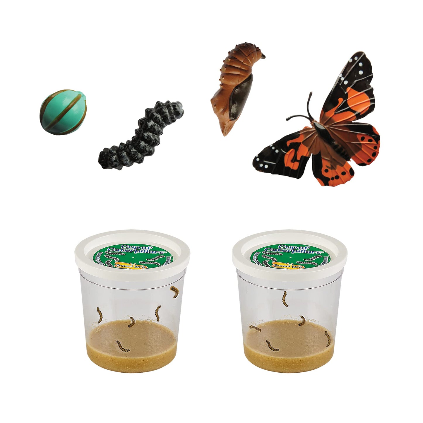 Insect Lore Two Cups Of Live Caterpillars With Butterfly Life Cycle Figurines | Butterfly Habitat Or Kit Refill | Painted Lady Butterflies