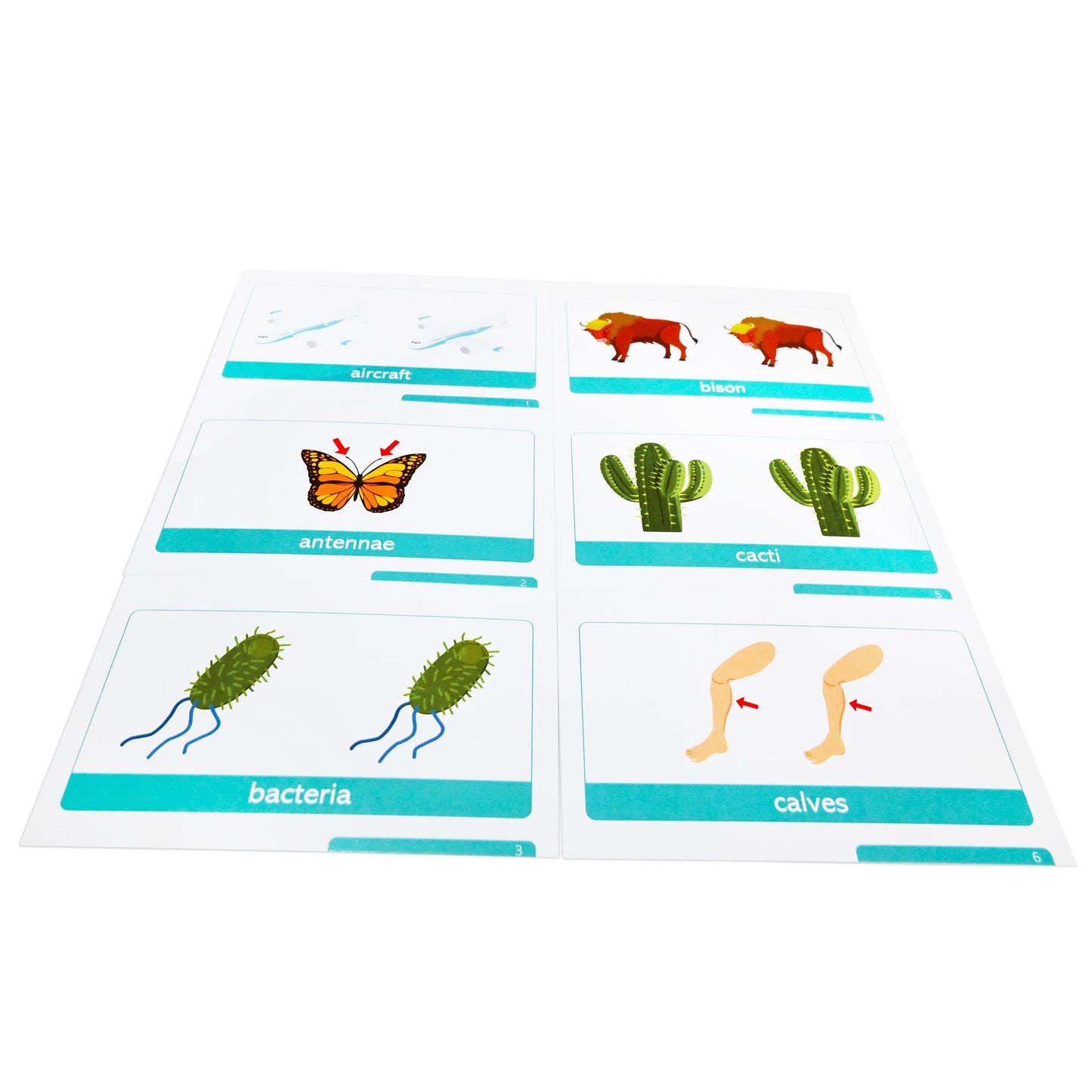 Pat's Flash Cards 50 English Irregular Plural Noun Flash Cards