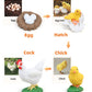 Montessori Chicken Life Cycle With Flash Cards, Realistic Animal Figurines Toy, Animal Educational Matching Game For 3+ Year Old