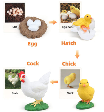 Montessori Chicken Life Cycle With Flash Cards, Realistic Animal Figurines Toy, Animal Educational Matching Game For 3+ Year Old