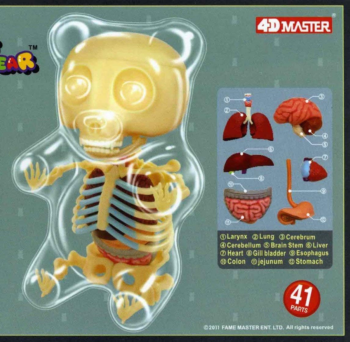 4D Master Gummi Bear Skeleton Anatomy Model Kit, Clear