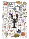 Heritage Puzzle 550-Piece Shells of New England - Cardboard, 18" x 24", Made in the USA