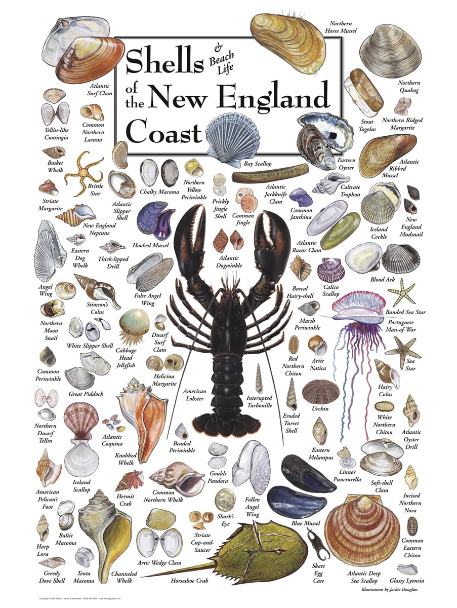 Heritage Puzzle 550-Piece Shells of New England - Cardboard, 18" x 24", Made in the USA