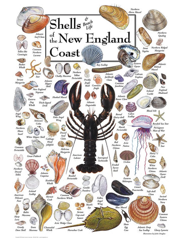 Heritage Puzzle 550-Piece Shells of New England - Cardboard, 18" x 24", Made in the USA