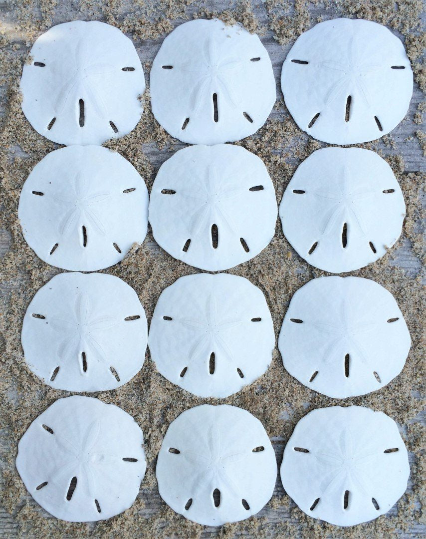 Nautical Crush Trading Sand Dollar Shells Set of 12 | Real White Sand Dollars 2.5" to 3" | Ideal for Weddings and Nautical Decor