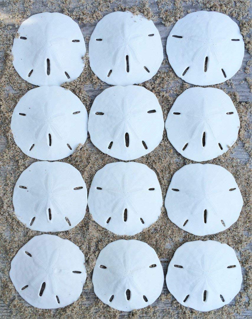 Sand Dollar - Real Sand Dollars 3 to 3 1/2 (Set of 12) - Sand Dollar Shells - Wedding Seashell Craft - Sand Dollars for Crafts -