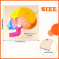 Wooden Brain Anatomy Puzzles For Kids, Toddler Montessori 16 Pieces Brain Structure Puzzle, 3-Layer Human Brain Parts Learning E